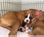 Small Boxer