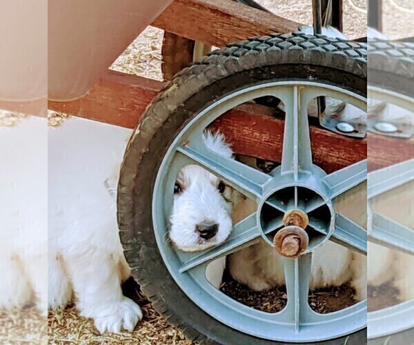 Medium Photo #13 Great Pyrenees Puppy For Sale in FALCON, CO, USA