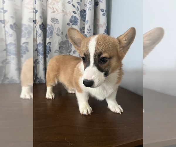 Medium Photo #49 Pembroke Welsh Corgi Puppy For Sale in DURHAM, CT, USA