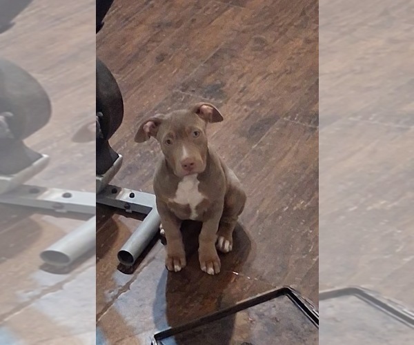 Medium Photo #16 American Bully Puppy For Sale in TRENTON, NJ, USA