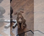 Small Photo #16 American Bully Puppy For Sale in TRENTON, NJ, USA