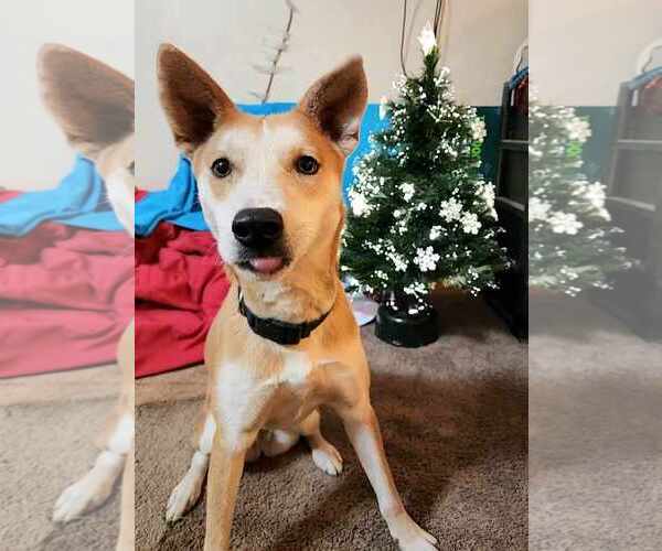 Medium Photo #6 Shiba Inu-Unknown Mix Puppy For Sale in Sheboygan, WI, USA
