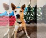 Small #5 Shiba Inu Mix