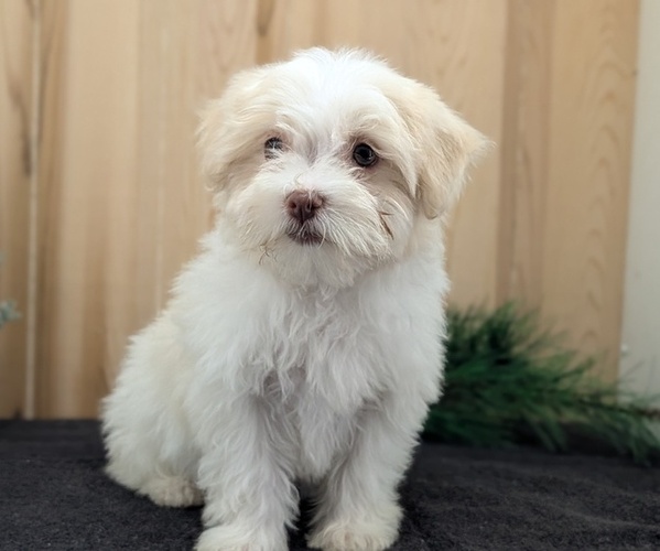 Medium Photo #7 Havanese Puppy For Sale in GOSHEN, IN, USA