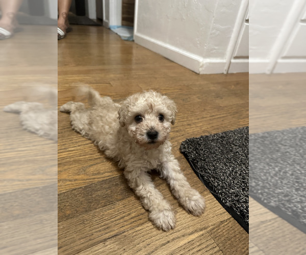 Medium Photo #2 Miniature Schnauzer-Poodle (Toy) Mix Puppy For Sale in SAN JOSE, CA, USA