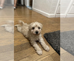 Small #1 Miniature Schnauzer-Poodle (Toy) Mix