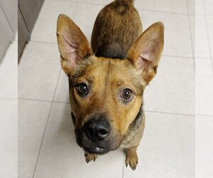 German Shepherd Dog-Unknown Mix Dogs for adoption in Sheridan, CO, USA