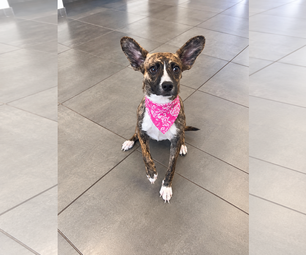 Medium Photo #1 Cardigan Welsh Corgi-Holland Shepherd Mix Puppy For Sale in Euless, TX, USA