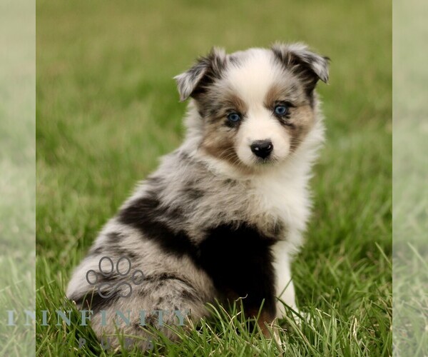 Medium Photo #1 Australian Shepherd Puppy For Sale in NEW PROVIDENCE, PA, USA