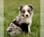 Small Australian Shepherd