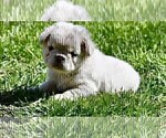 Small #11 French Bulldog