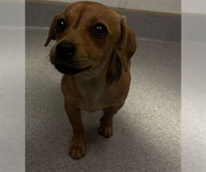 Chihuahua Dogs for adoption in Rancho Cucamonga, CA, USA