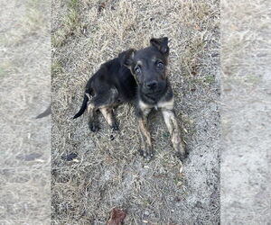 Holland Shepherd-Unknown Mix Dogs for adoption in Imlay City, MI, USA