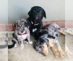Small Photo #20 Border Collie-Golden Retriever Mix Puppy For Sale in OVERLAND PARK, KS, USA