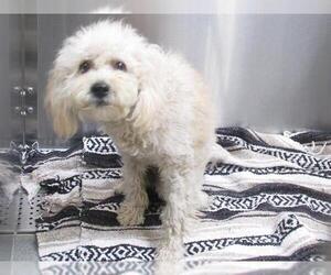 Poodle (Miniature) Dogs for adoption in Orange, CA, USA