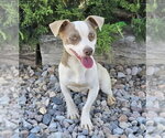 Small #1 Rat Terrier