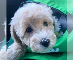 Bichpoo Puppy for sale in EVERGREEN PARK, IL, USA