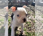 Small Photo #1 Boston Terrier Puppy For Sale in NEWBURY, MA, USA