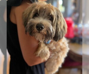 Shih Tzu-Unknown Mix Dogs for adoption in Grafton, WI, USA