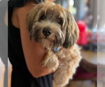 Small Shih Tzu Mix