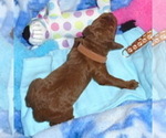 Small #9 Poodle (Standard)