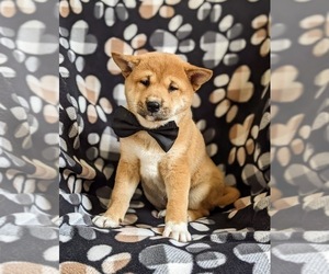 Shiba Inu Puppy for sale in OXFORD, PA, USA