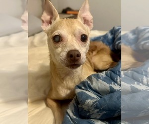 Chihuahua-Unknown Mix Dogs for adoption in Royal Palm Beach, FL, USA