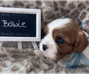 Cavalier King Charles Spaniel Puppy for sale in ABILENE, TX, USA