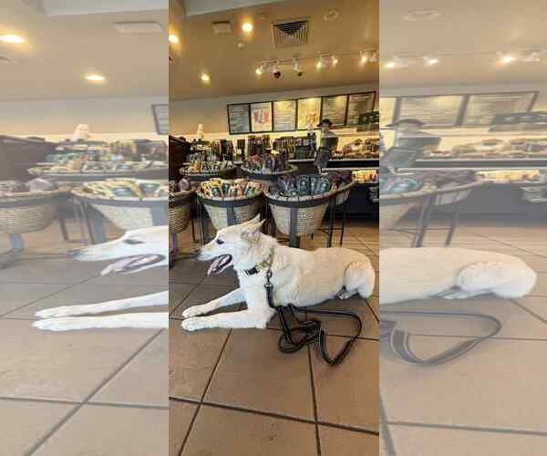 Medium Photo #7 German Shepherd Dog-Huskies  Mix Puppy For Sale in Plantation, FL, USA