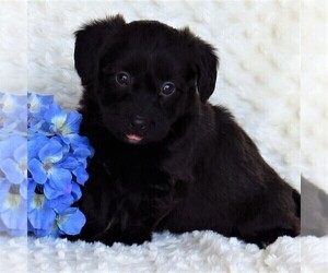 Pembroke Welsh Corgi-Poodle (Miniature) Mix Puppy for sale in STRASBURG, PA, USA