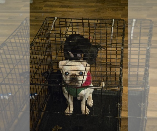 Medium Photo #4 Chug Puppy For Sale in HILLSDALE, MI, USA