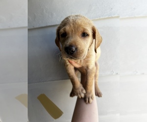 Labrador Retriever Puppy for sale in CEDAR VALE, KS, USA