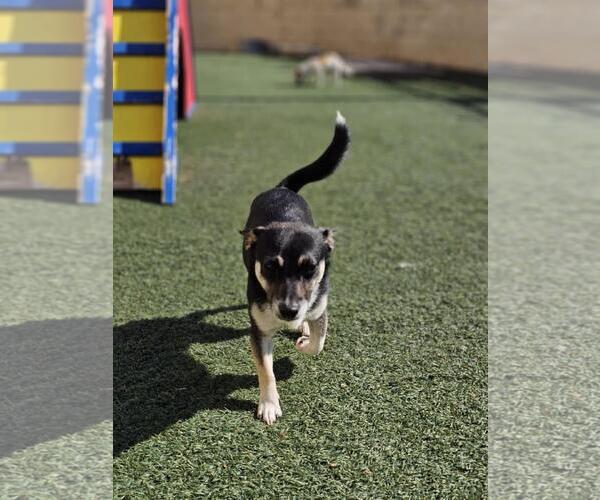 Medium Photo #4 Chihuahua-Unknown Mix Puppy For Sale in Rockwall, TX, USA