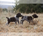 Small Photo #8 German Shorthaired Pointer Puppy For Sale in LEWELLEN, NE, USA