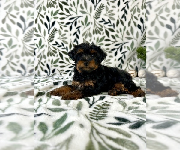 Medium Photo #5 YorkiePoo Puppy For Sale in GREENFIELD, IN, USA