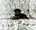 Small #4 YorkiePoo