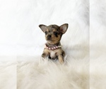 Small #9 Chihuahua