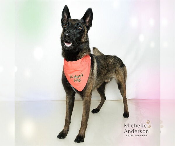 Medium Photo #1 Holland Shepherd Puppy For Sale in Corona, CA, USA