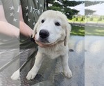 Puppy Purple Female Anatolian Shepherd-Maremma Sheepdog Mix