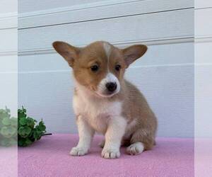 Pembroke Welsh Corgi Puppy for sale in FREDONIA, PA, USA
