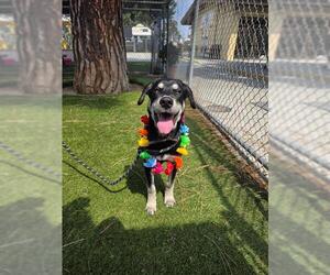 Labrador Retriever-Unknown Mix Dogs for adoption in Downey, CA, USA