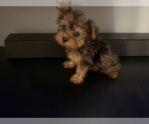 Yorkshire Terrier Puppy for sale in ROCKY MOUNT, NC, USA