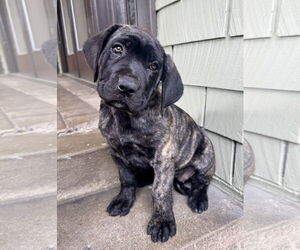 Neapolitan Mastiff-Unknown Mix Dogs for adoption in Marina Del Rey, CA, USA