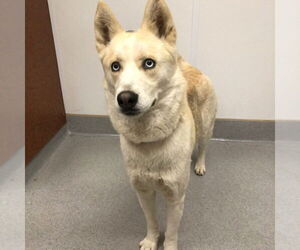 Siberian Husky Dogs for adoption in Rancho Cucamonga, CA, USA
