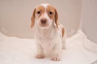 Dachshund Puppy for sale in LAWRENCE, MA, USA