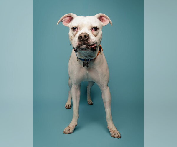 Medium Photo #8 Boxer-Unknown Mix Puppy For Sale in Kennesaw, GA, USA