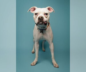 Matzo - Male Boxer-Unknown Mix Dog for Adoption - Photo #8