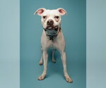 Small Photo #8 Boxer-Unknown Mix Puppy For Sale in Kennesaw, GA, USA