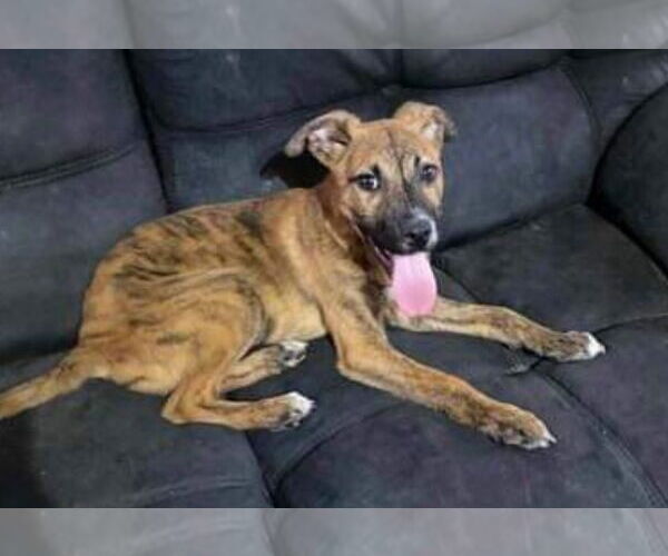 Medium Photo #9 Black Mouth Cur-Unknown Mix Puppy For Sale in Ridgefield, CT, USA