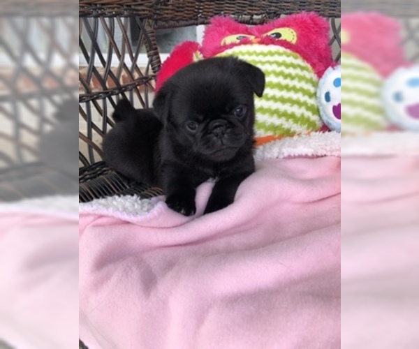 Medium Photo #5 Pug Puppy For Sale in MOSELLE, MS, USA